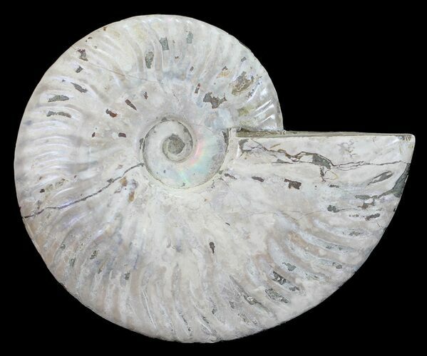 Silver Iridescent Ammonite - Madagascar #54886